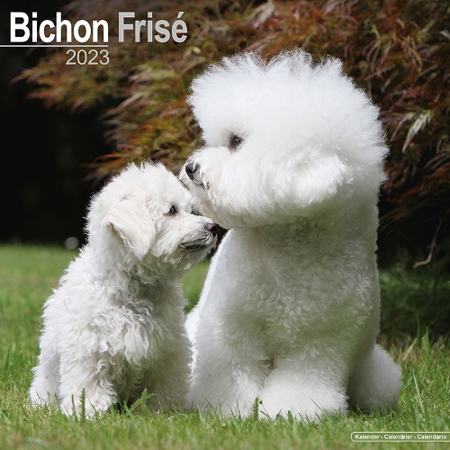 BICHON FRISE FC2023 